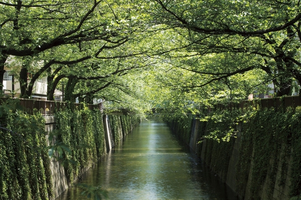 Meguro River near (about 980m)