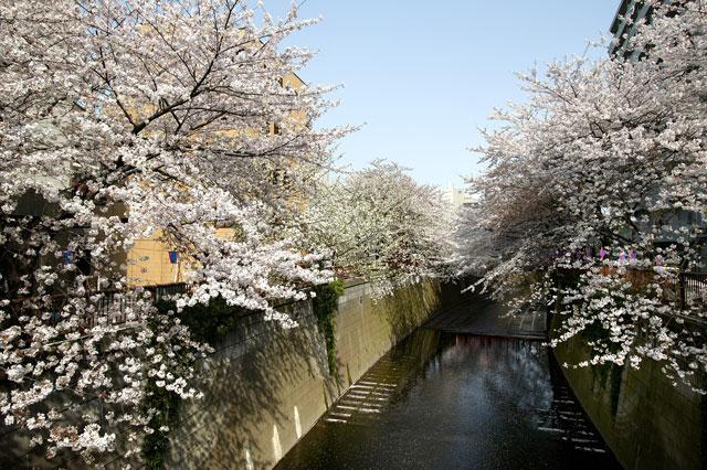 Other Environmental Photo. 550m to Meguro River