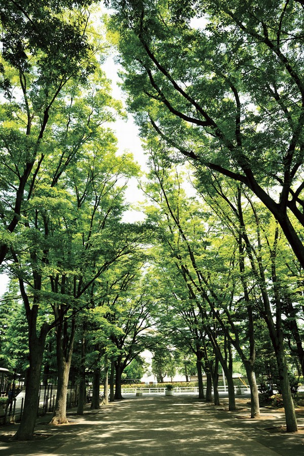 Setagaya park (about 850m)
