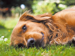 Other.  [Pet foot washing place] So to be able to live comfortably with pets, The pet foot washing place and is provided with on-site.  ※ The photograph is an example of a pet frog.  ※ Pet type ・ number ・ Size and the like, There are limited by the management contract. For more information, please contact the person in charge.
