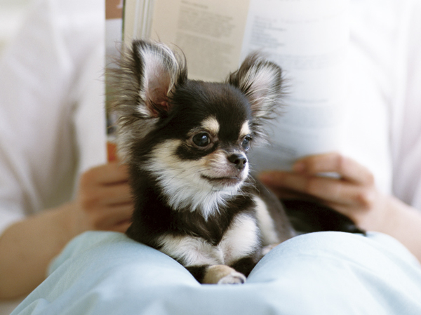 Other.  [Pets Allowed] You can pet breeding in the dwelling unit. In the common area (first floor) it has also provided dedicated foot washing area.  ※ Regarding pet breeding, Conform to the management contract.  ※ The photograph is an example of a pet frog.