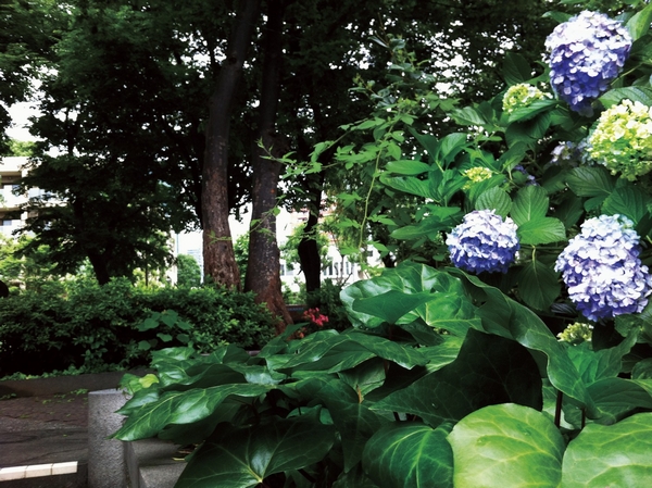 Mamiana park / About to local 130m