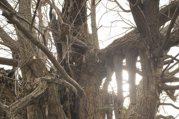 Other. Azabuyama Zenpukuji (7 min walk / About 560m). Kobo Daishi to spread the Shingon sect in the Kanto, This ancient temple, which is said to have founding to simulate in Koyasan in heaven length first year (824 years). Precious wood of old about 700 years, Shape of tree of the moniker "upside down ginkgo" is a superb
