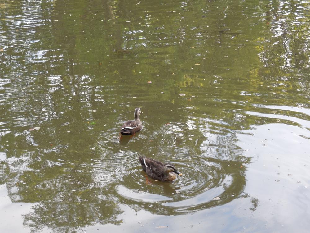 Streets around. Palace Arisugawa park