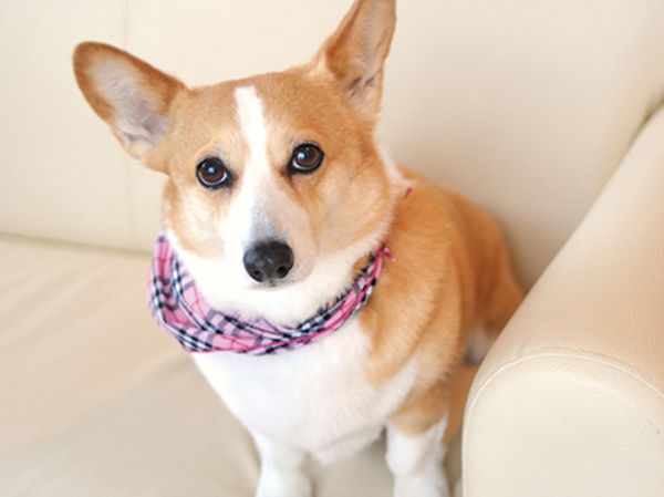 Other.  [Pet breeding Allowed] As a member of an important family, I could live with a pet. (Pet type and size There are limited by the management contract) ※ Published photograph of is an example of a pet frog.