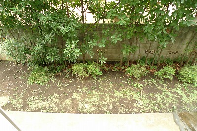 Mitaka City, Tokyo Inokashira 4