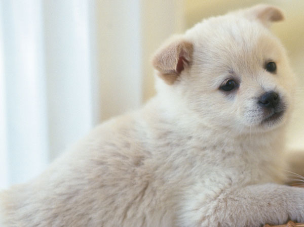 Other.  [Installing a pet foot washing facilities] You can live with a pet that gives us peace. Since we have further provided a pet of foot washing facilities on site, Please use after your walk.  ※ Since the pet there is a limit, For more information, please contact the person in charge.  ※ The photograph is an example of a pet frog.
