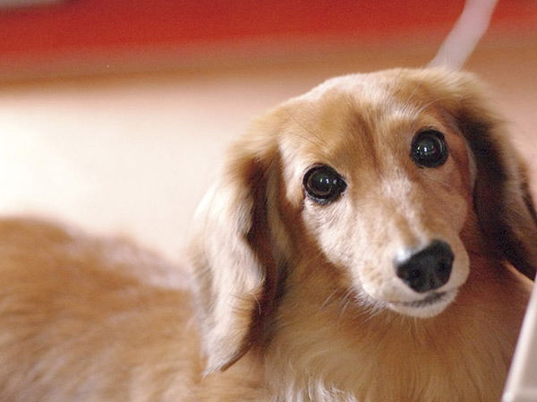 Other.  [Pets welcome breeding] Live and important pet also said a member of the family, Pets is a breeding possible apartment.  ※ The photograph is an example of a pet frog.  ※ Pet of the management contract for the breeding ・ We will comply with the provisions of the specification detailed regulations.