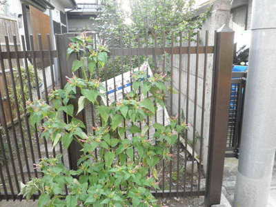 Other common areas. On-site waste yard