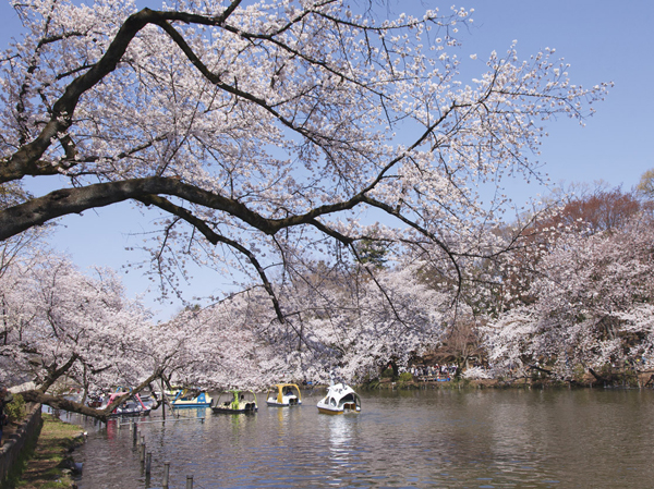 Surrounding environment. Metropolitan Inokashira Park (about 1km ・ Walk 13 minutes)
