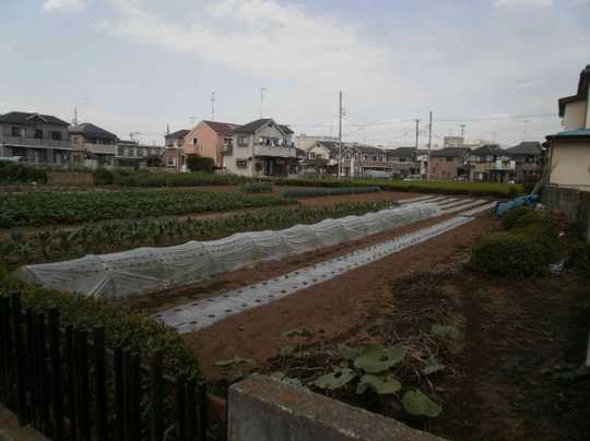 Local land photo. From the west (1)