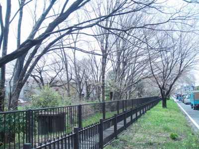 park. 700m to Koganei Park (park)