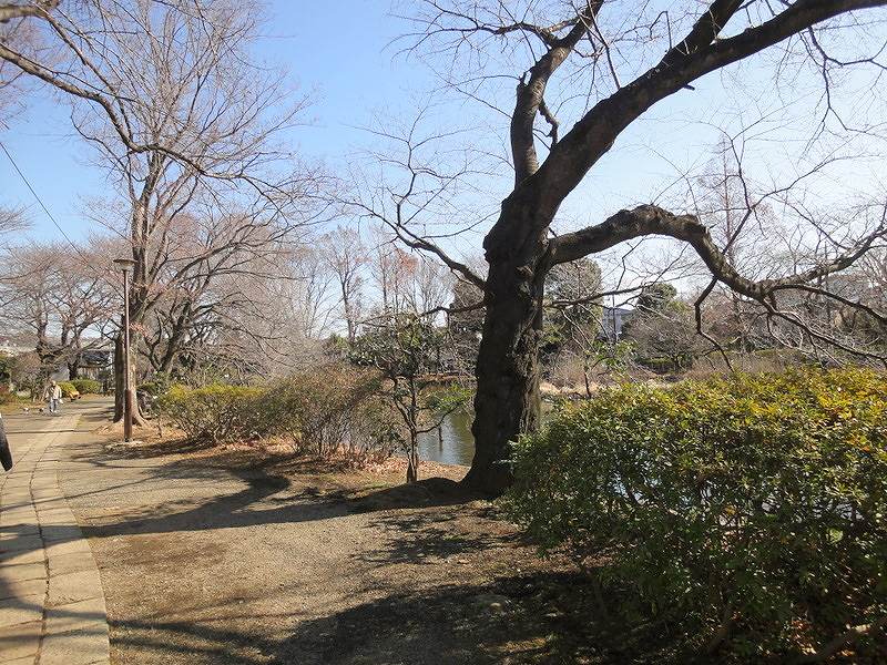 park. 1000m to Zenpukuji park (park)