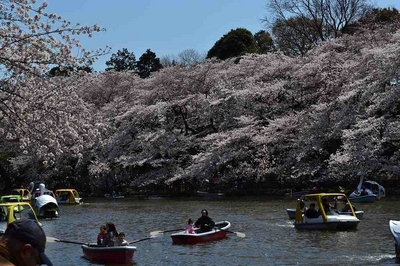park. 450m to Inokashira Park (park)