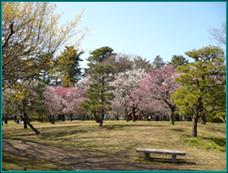 park. 1700m to Koganei Park (park)