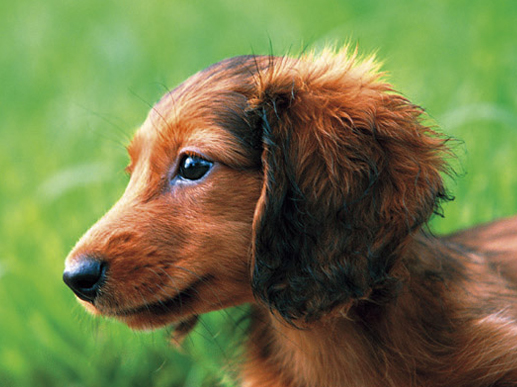 Other.  [Pet breeding Allowed] By Complying with apartment management contract, It is possible for you to breeding a pet that meets the criteria. (An example of photo frog pet) ※ There can not be some breeding pet. For more information, please contact the person in charge.