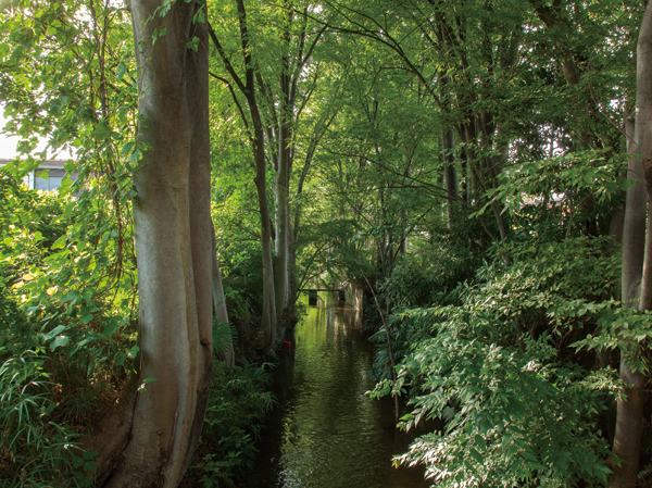 Surrounding environment. Tamagawa green road (about than local 960m ・ A 12-minute walk)