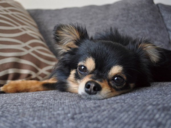 Other.  [Pets welcome breeding] Is a mansion to live together with the pet as a member of the family.  ※ The photograph is an example of a pet frog ※ There is a limit to the breeding can pet. For more information, please contact the person in charge