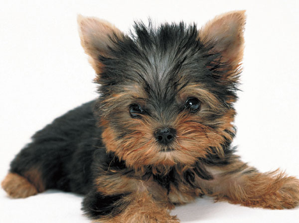 Other.  [Pets living together can] It is the important part of the family, You can live with cute pet.  ※ Breeding can pet is based on the management contract. (The photograph is an example of a pet frog)