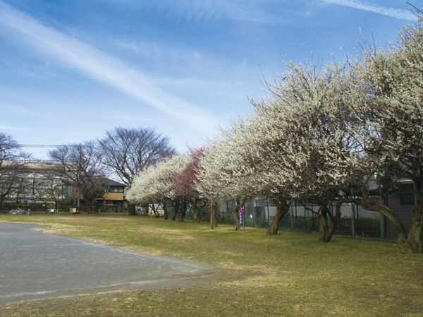 Surrounding environment. Second platinum park (about 920m ・ A 12-minute walk)