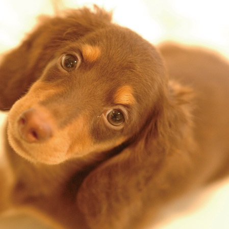 Other.  [Pet breeding Allowed] Pets also say a member of the family. You can enjoy the life with dog.  .  ※ The size of the pet ・ type ・ Suto to there are restrictions.  ※ Published photograph of is an example of a pet frog.