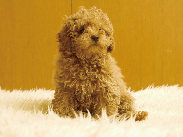 Other.  [Pet foot washing place] Live comfortable with dogs and cats is a member of the family, Pet breeding is possible. Also provided pet foot washing place.  ※ The breeding of pet there is a management regulations. (An example of photo frog pet)