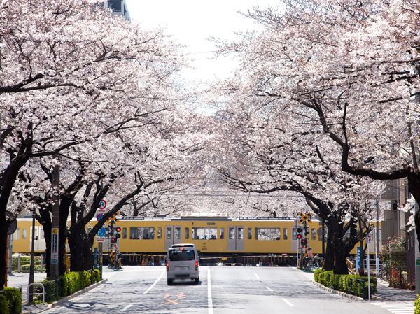 Surrounding environment. A flat way that of the approximately 300 present cherry trees draw the arch, Nakano Street variety of commercial facilities lined. While enjoying the convenience to fully, "Nakano Arai" is, There are also even in a residential area dotted with elegant mansion. While enjoying the pleasure of the city, Live in the land with a calm feeling of the season. And living the ideal realization.  ※ Photos Nakano Street (about 850m ・ 11-minute walk)