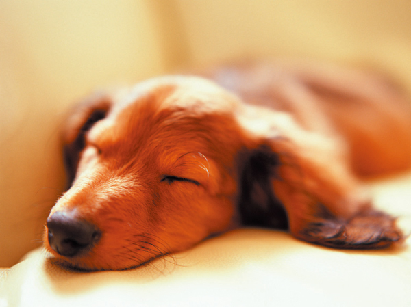 Features of the building.  [Pets welcome breeding] It is a mansion to live with a member of the important family pet.  ※ Pet type, size, There is such as to limit the number. For more information, please contact the person in charge. (The photograph is an example of a pet frog)