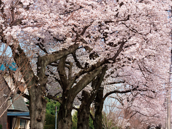 Surrounding environment. Local neighborhood streets (about 100m ・ A 2-minute walk)