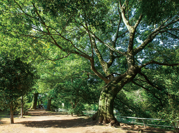 Surrounding environment. Musashi Seki park (19 minutes walk ・ About 1450m)