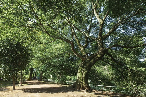 Musashi Seki park (19 minutes walk ・ About 1450m)  ※ Photo 4 points October 2013 shooting