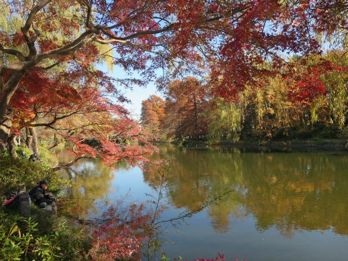 park. Autumn leaves of Shakujii Park