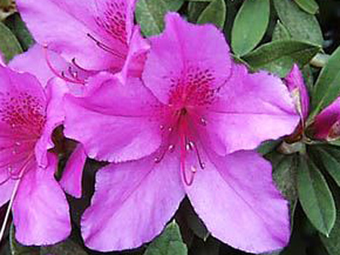 Shared facilities.  [Colorful planting plan] Nestled approach, Vestibule to Chihi class (Tamaryuu), Shrub (Kantsubaki ・ Otafuku Nandina domestica), Nakaki (maple) by arranging well the balance has to have a sense of depth. Enclosure around the site in the green, It delivers a luxury that transitory season is felt in the expression of a variety of planting.  ※ An example of planting the published photograph of which is planted (charonda azalea)