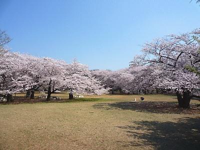 Other. Hikarigaoka park