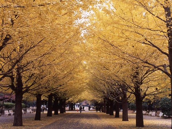 Other. Hikarigaoka park