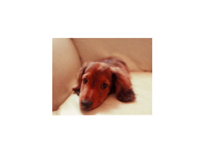 Other.  [Pet breeding Allowed] I could live to be a member of the important family pet.  ※ The breeding possible pet type and size there is a limit. For more information, please contact the clerk. (The photograph is an example of a pet frog)