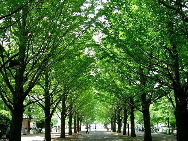 park. Hikarigaoka park