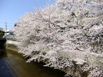 Other. Shakujii along the cherry up to (other) 320m