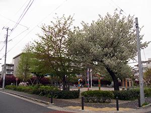 park. Toyotamanishiki park