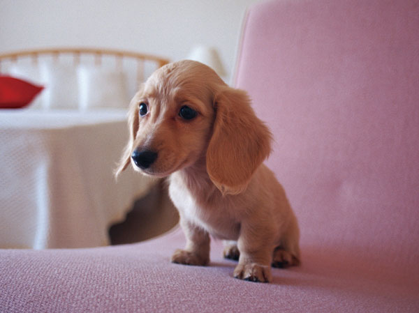 Other.  [Pets Live with Allowed] You can live with a member of the important family pet.  ※ The size of the pet ・ type ・ Suto to there are restrictions. For more information, please contact the person in charge. (The photograph is an example of a pet frog)