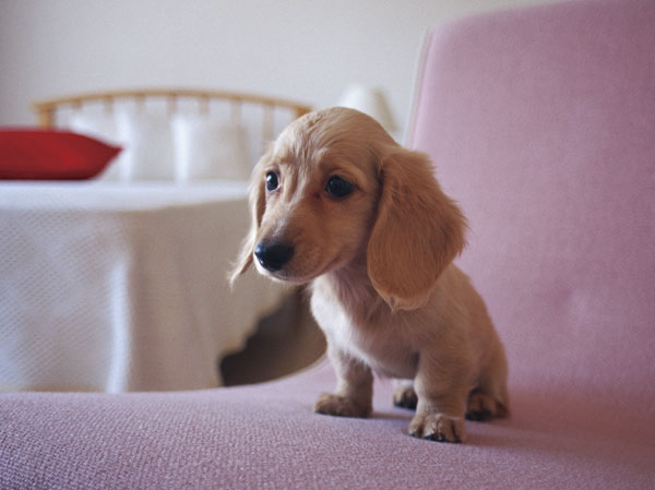 Other.  [Pet Friendly] You can live with a member of the important family pet. Also, It was adopted Pet Friendly Elevator.  ※ The size of the pet ・ type ・ Suto to there are restrictions. For more information, please contact the person in charge.  ※ The photograph is an example of a pet frog.