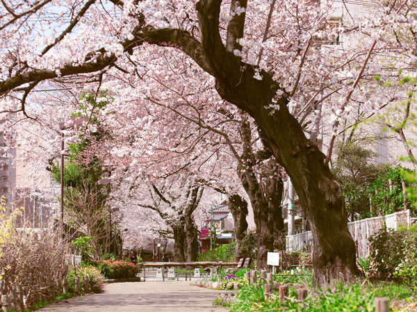Surrounding environment. Tagara River green road (a 5-minute walk ・ 370m)