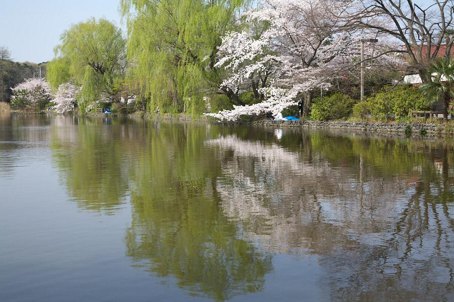 park. Popular Shakujii Park