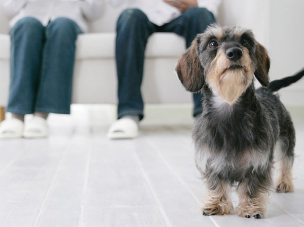 Other.  [Pets live possible] As a member of an important family, We could live with cute pet.  ※ The size of the pet, type, There is a limit, such as the number. For more information, please contact the person in charge. (The photograph is an example of a pet frog)