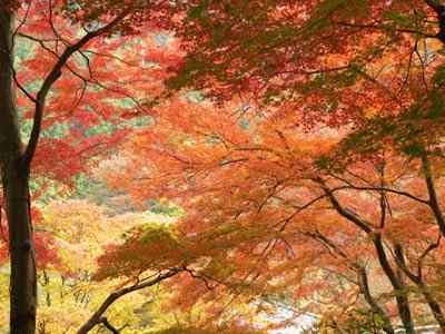 Streets around. Hinode-cho Also spread is very beautiful landscape when it comes to the season of autumn leaves mountains of 100m Hinode-cho until autumn leaves. 