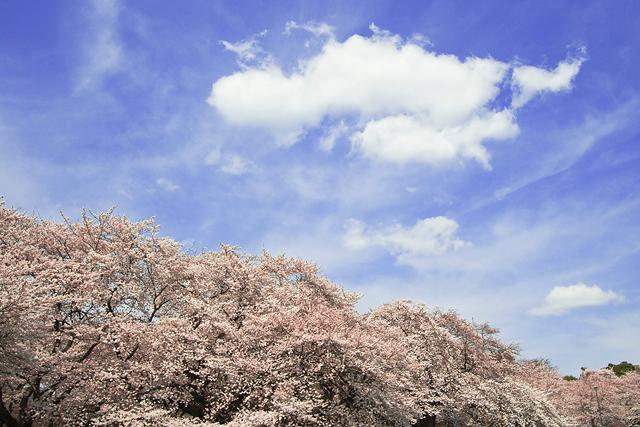 park. 800m to Koganei Park