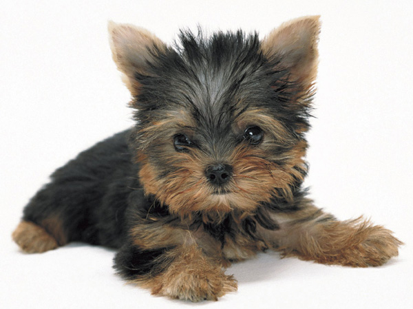 Common utility.  [Pet symbiosis Mansion] A member of the important family, I could live with a pet.  ※ Pet type, size, The such as the number there are restrictions. For more information, please contact us. (The photograph is an example of a pet that can be breeding)