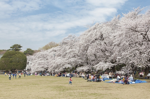 Photos of Koganei park (about 2.5km) and the University of Tokyo Tanashi Forests (about 800m), etc., Rich green scattered close. Also, such as Tanashi shrine with the old history (about 280m) and Sōji-ji (about 370m) is ahead in the vicinity, Surrounding environment of old and new culture is fused comfortably has also become an attractive