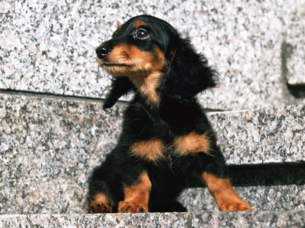 Other.  [We could live with precious pets (with foot washing facilities)] It offers a pet of the foot-washing facilities in 1F. (An example of photo frog pet) ※ The number and type of pet you have management contract limit. For more information, please contact the person in charge.