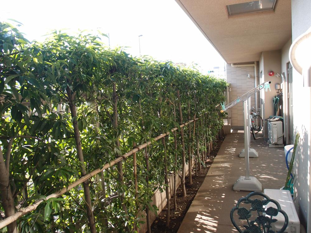 Balcony. Wide span of a terrace